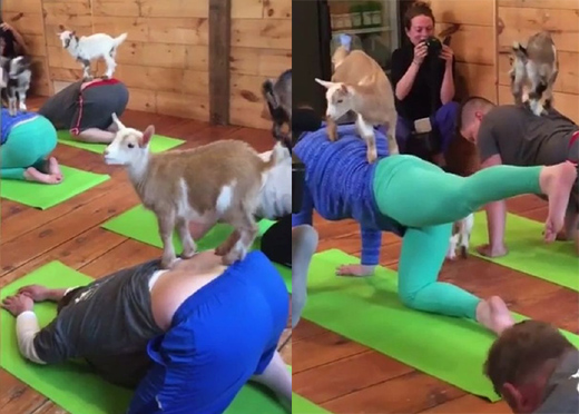 Goats-yoga 1.